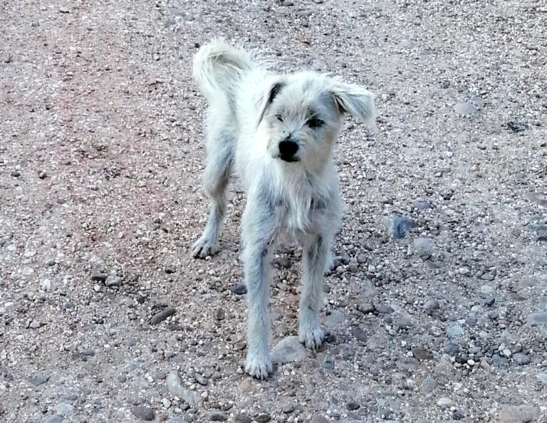 multimedia-foto66701-62-1