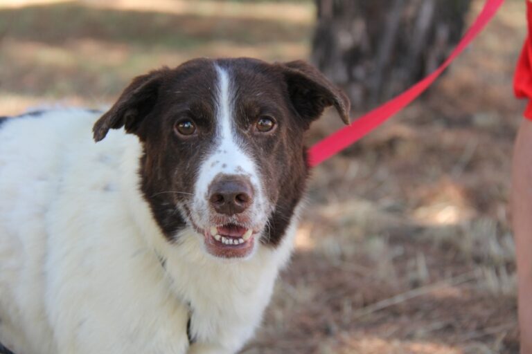 multimedia-foto66845-646-1