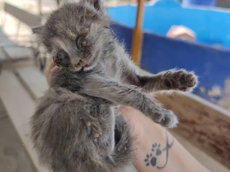 multimedia-foto66879-179-1