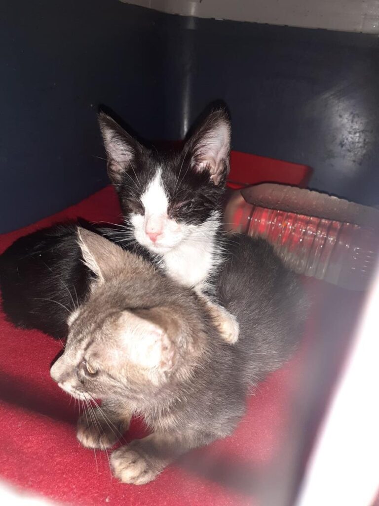 multimedia-foto66891-477-1