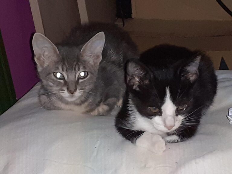 multimedia-foto66893-478-1