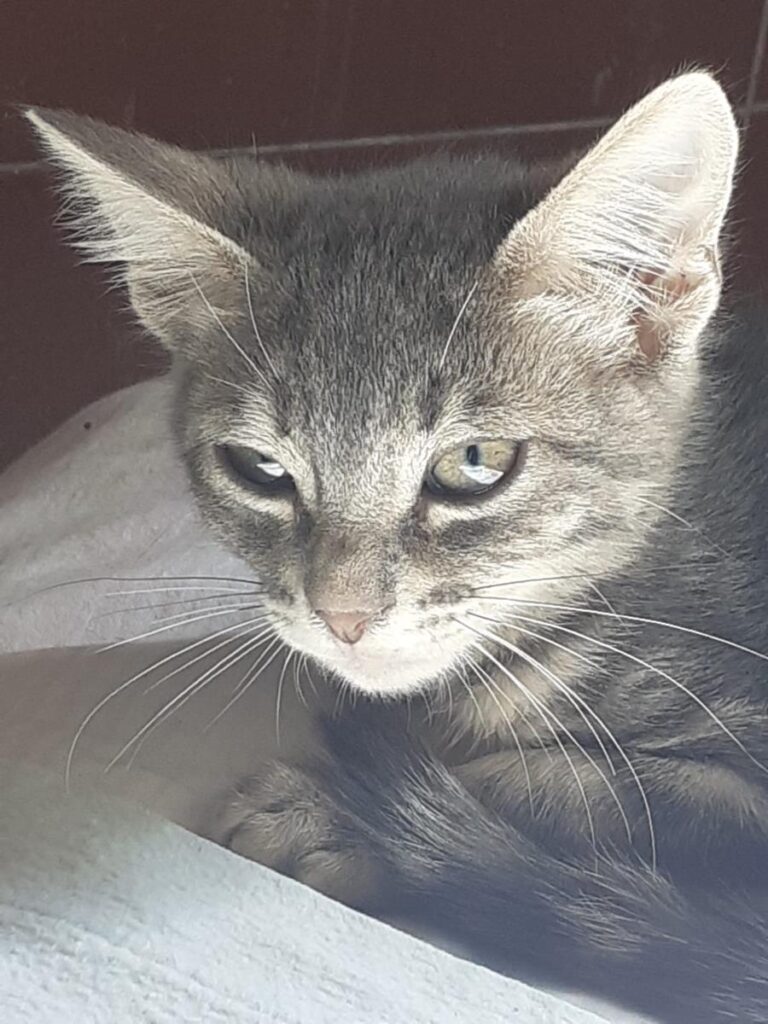 multimedia-foto66894-478-1