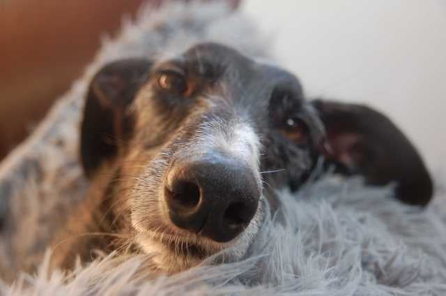 multimedia-foto66913-733-1