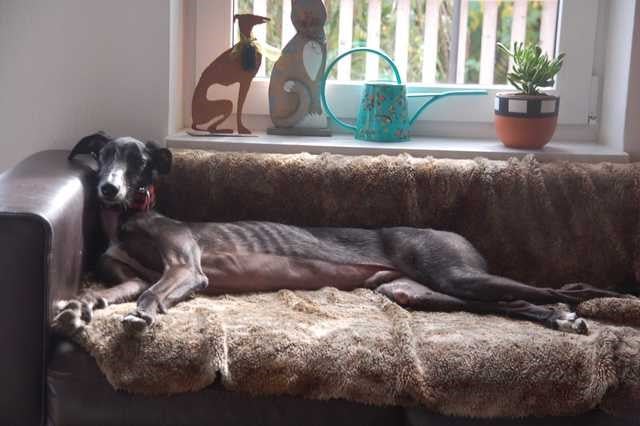 multimedia-foto66914-733-1