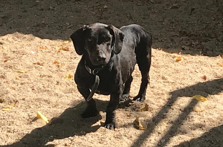 multimedia-foto66930-464-1