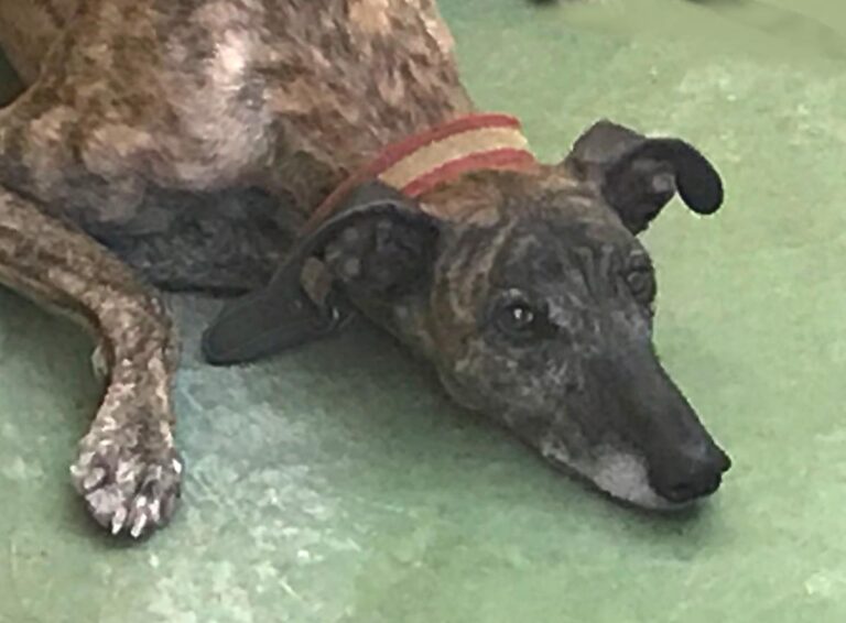 multimedia-foto66941-859-1