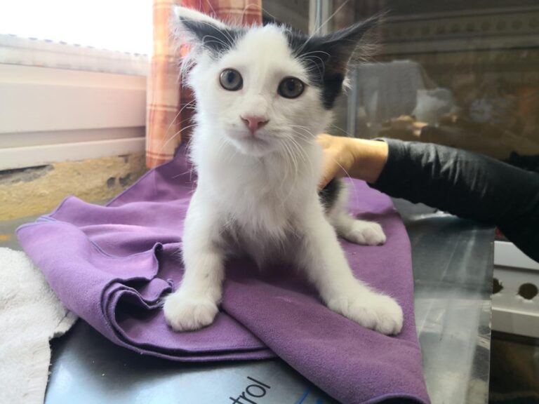 multimedia-foto66966-595-1