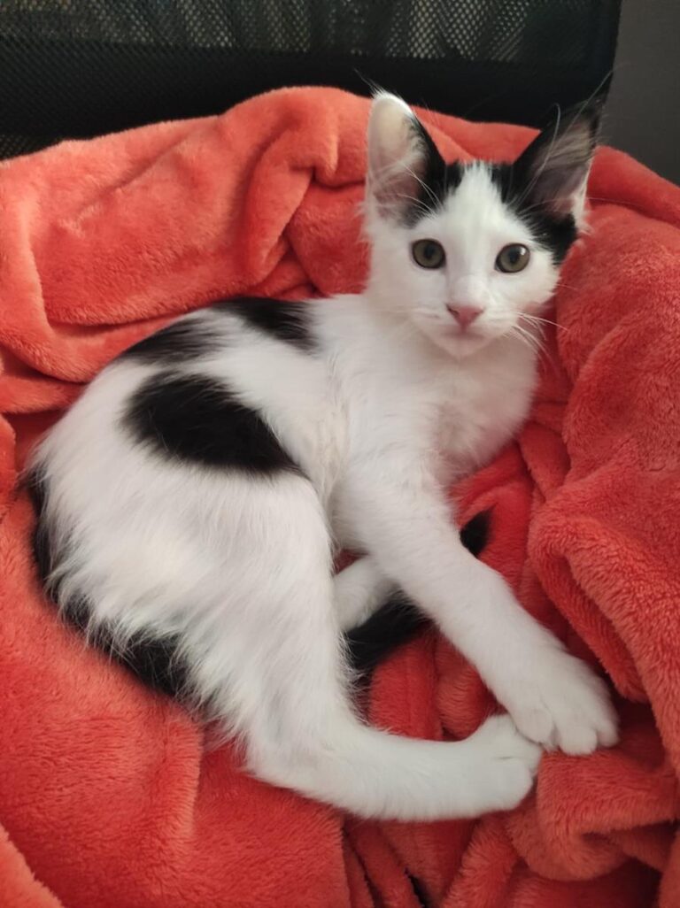 multimedia-foto66967-596-1