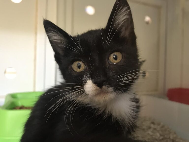 multimedia-foto66983-775-1