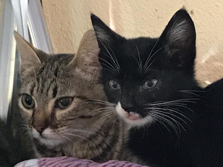 multimedia-foto66985-776-1