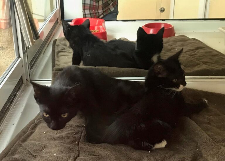 multimedia-foto66990-866-1