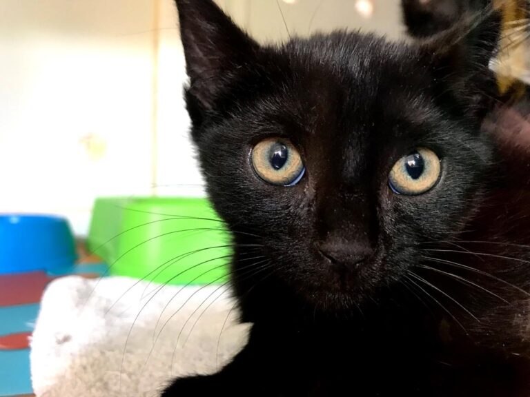 multimedia-foto66993-868-1