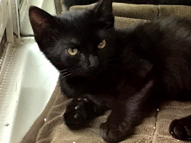 multimedia-foto66994-868-1