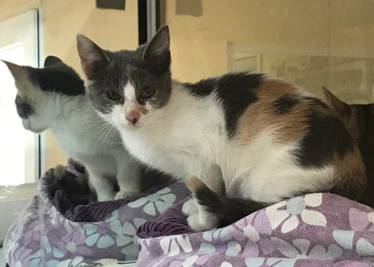 multimedia-foto67002-62-1