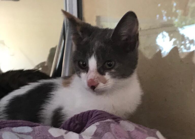 multimedia-foto67006-64-1