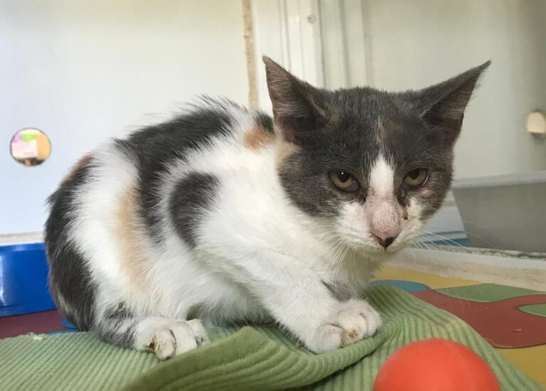 multimedia-foto67007-65-1