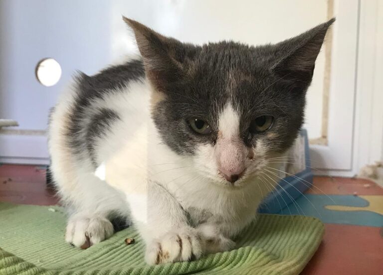 multimedia-foto67009-66-1