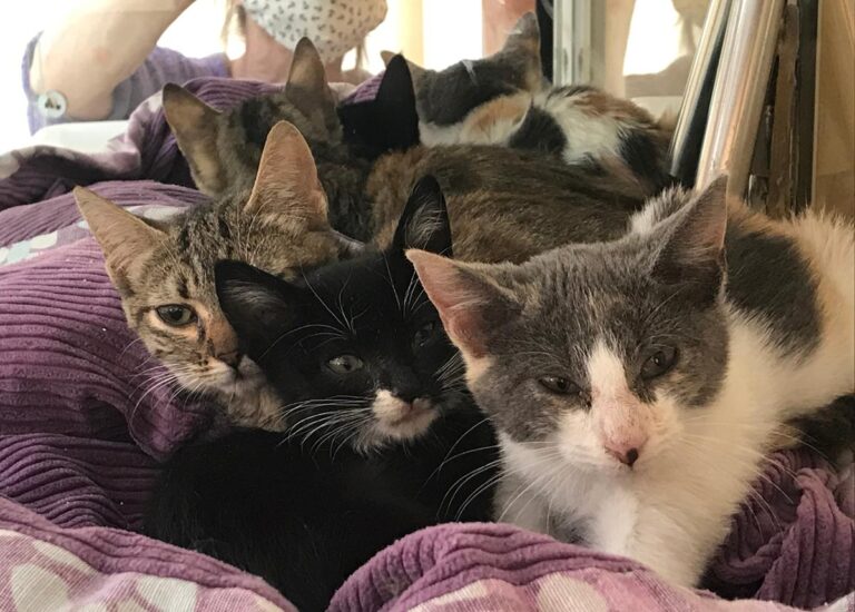 multimedia-foto67010-101-1