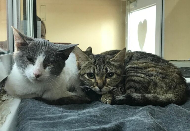 multimedia-foto67011-101-1