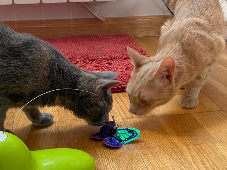 multimedia-foto67078-89-1