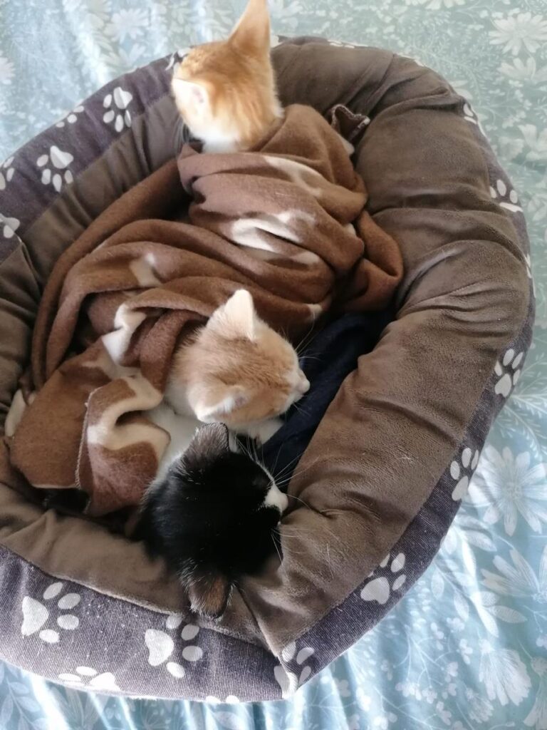 multimedia-foto67085-794-1