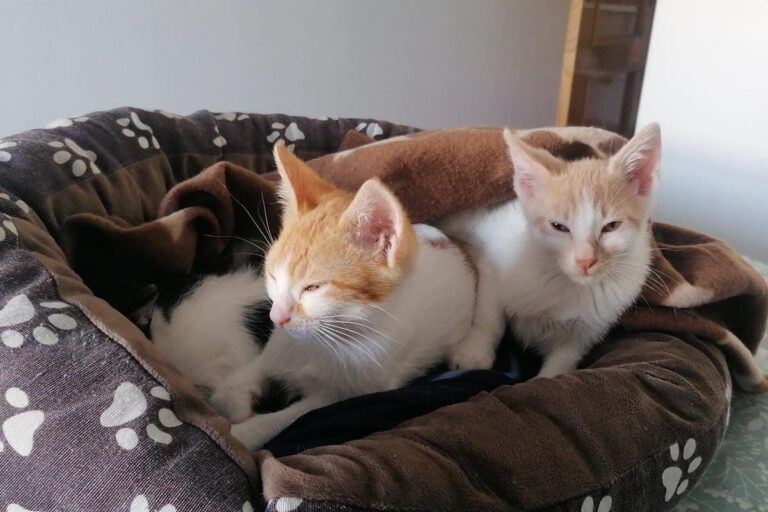 multimedia-foto67086-794-1