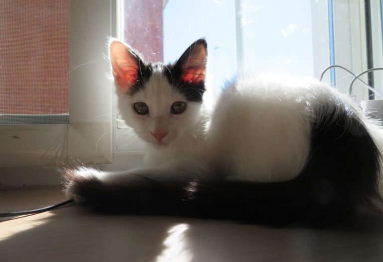 multimedia-foto67098-93-1