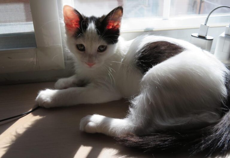 multimedia-foto67099-93-1