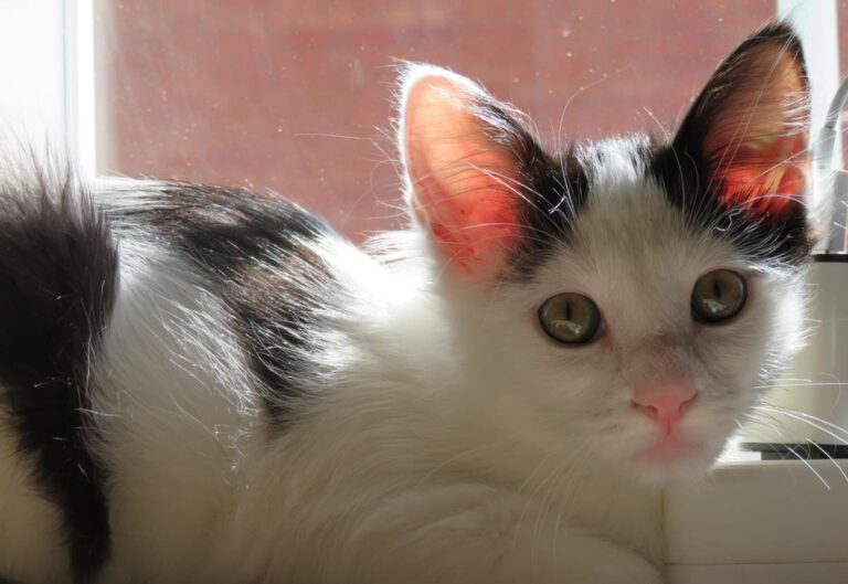 multimedia-foto67100-94-1