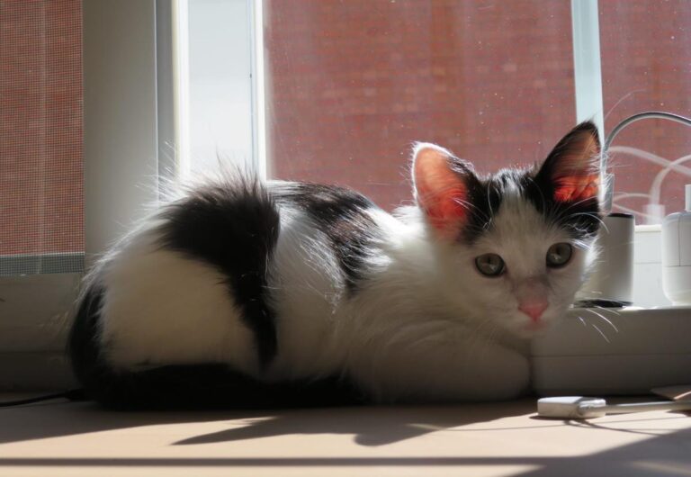 multimedia-foto67101-94-1