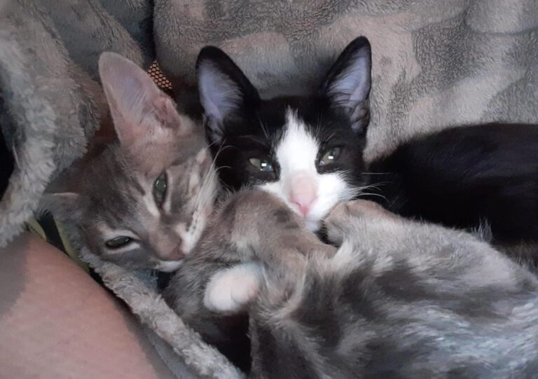 multimedia-foto67112-518-1