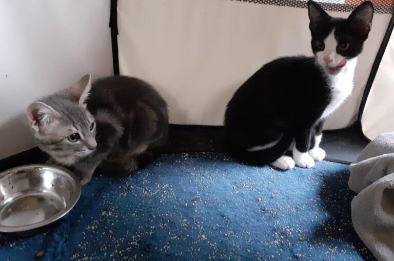 multimedia-foto67113-518-1