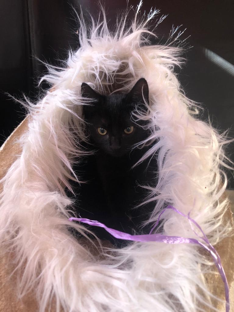 multimedia-foto67124-695-1