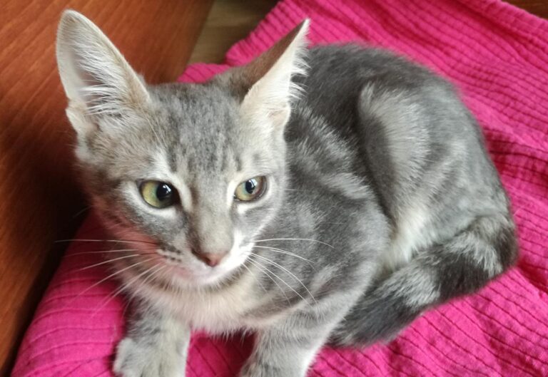 multimedia-foto67135-485-1