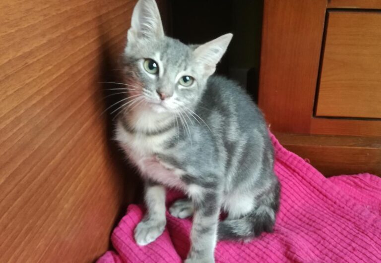 multimedia-foto67136-486-1