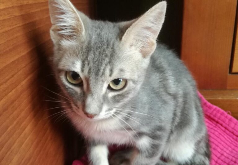 multimedia-foto67137-486-1