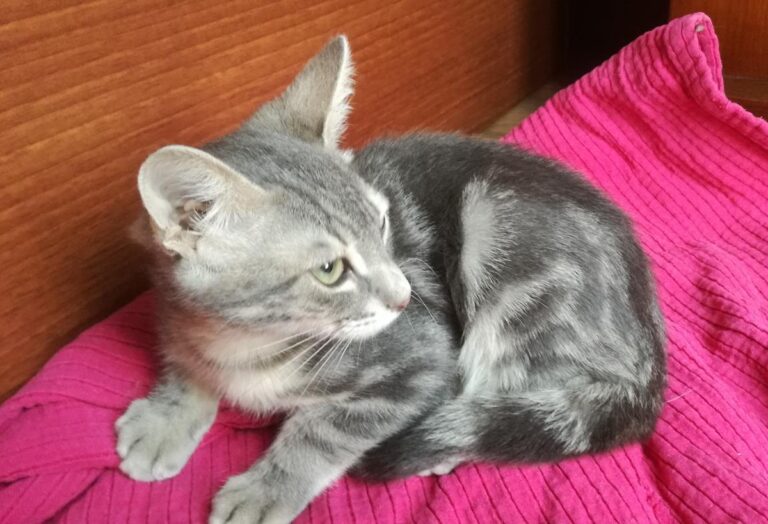 multimedia-foto67138-487-1