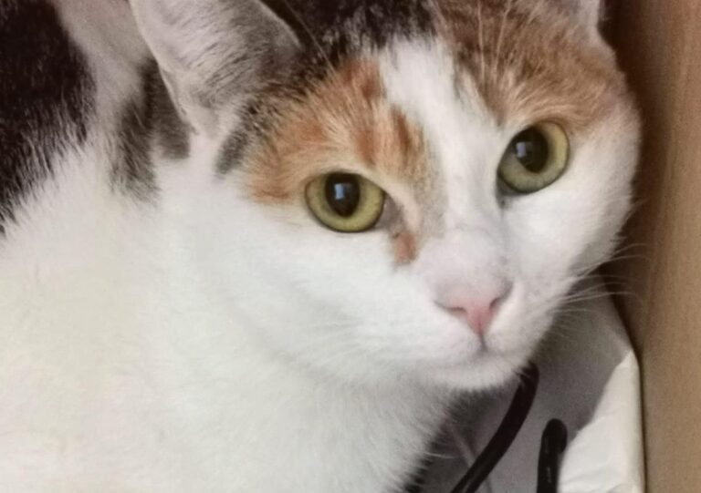 multimedia-foto67145-828-1