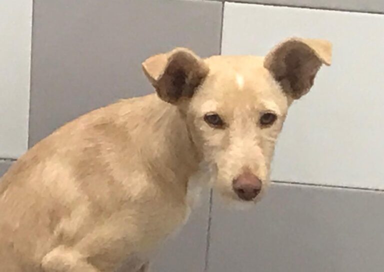 multimedia-foto67191-503-1