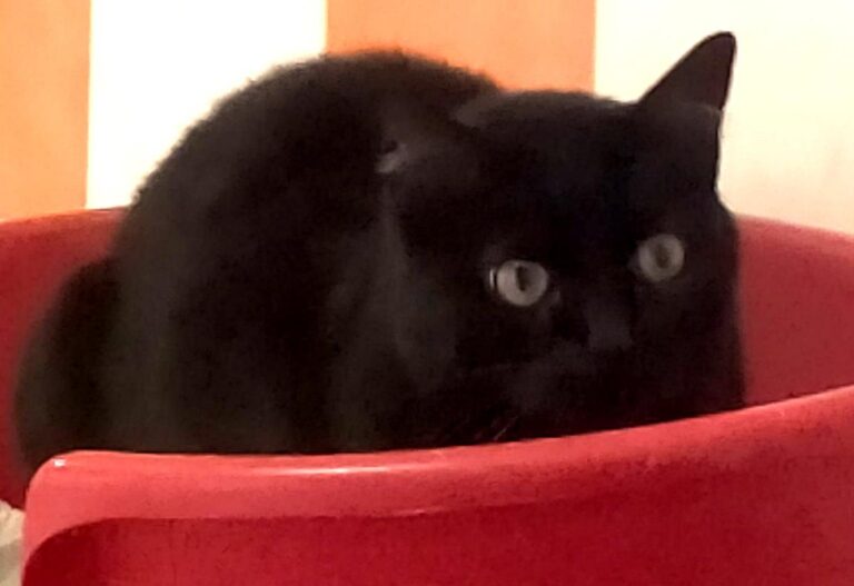 multimedia-foto67234-419-1