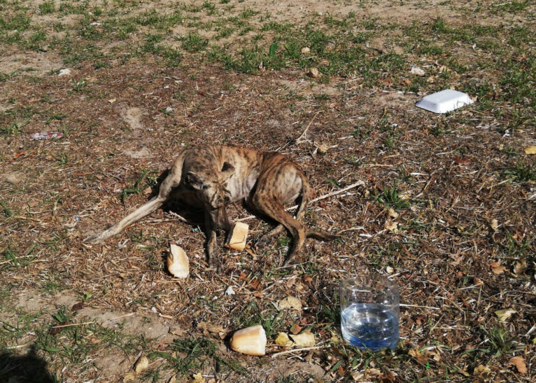 multimedia-foto67239-141-1