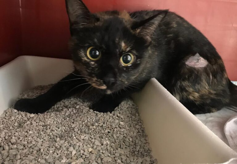 multimedia-foto67250-401-1