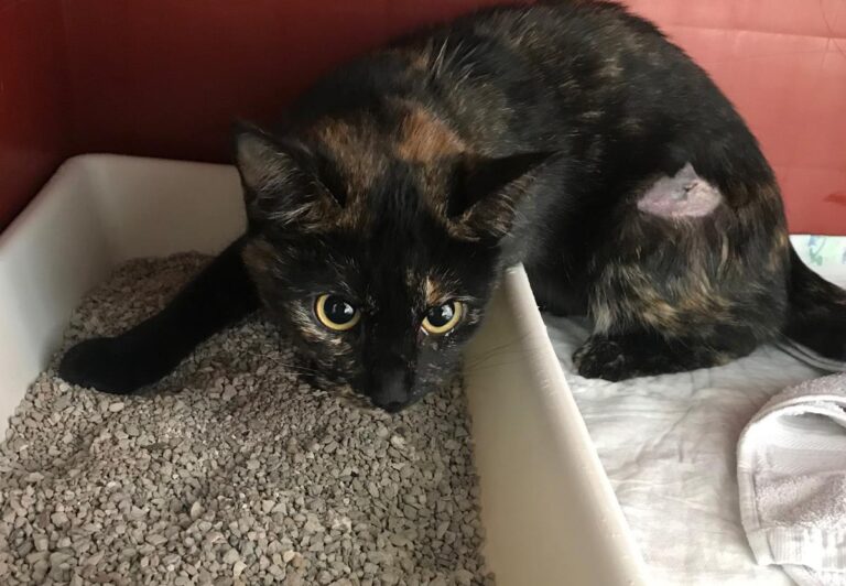 multimedia-foto67251-401-1