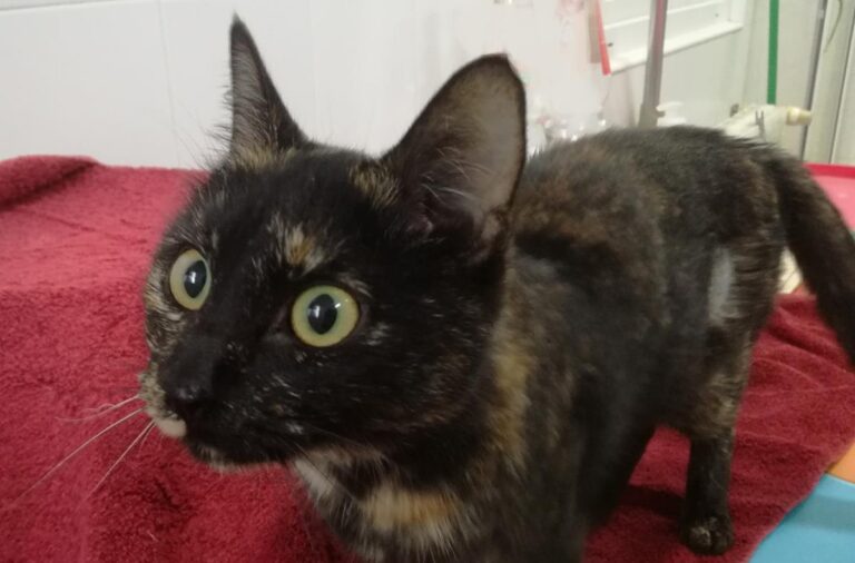 multimedia-foto67254-403-1