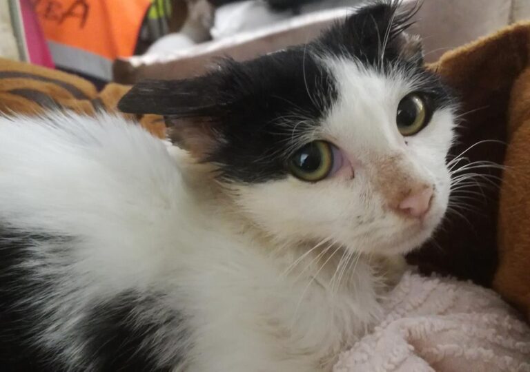 multimedia-foto67260-450-1