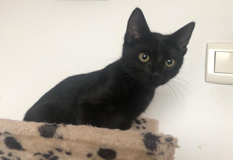 multimedia-foto67261-492-1