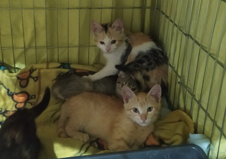 multimedia-foto67356-602-1