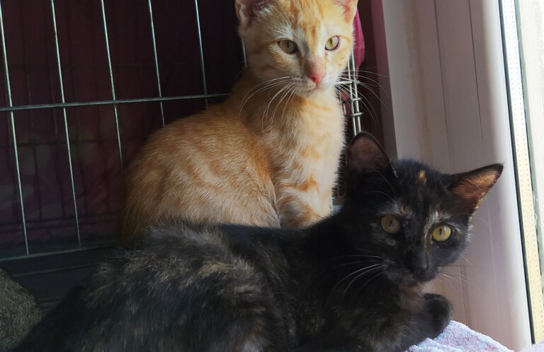 multimedia-foto67357-603-1