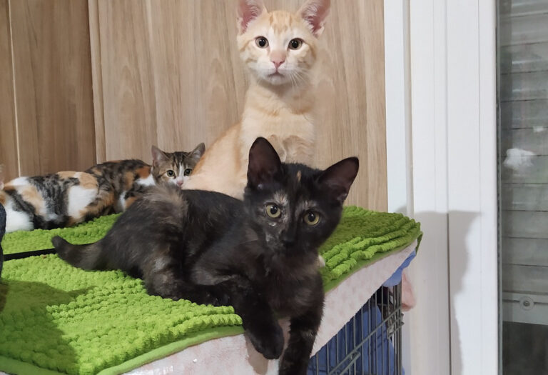 multimedia-foto67358-604-1