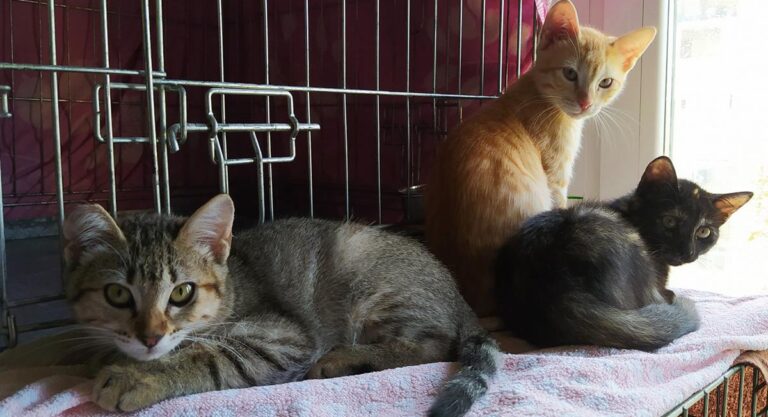 multimedia-foto67359-604-1